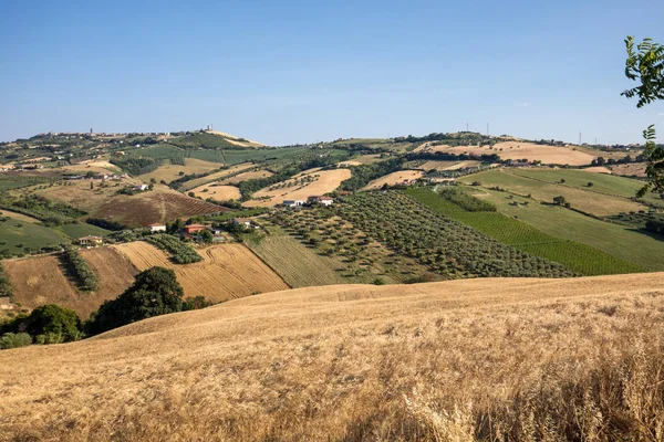 Abruzzo Tepeler Haddeleme Tarih Zeytinlik Manzarayı Çiftlikleri — Stok fotoğraf
