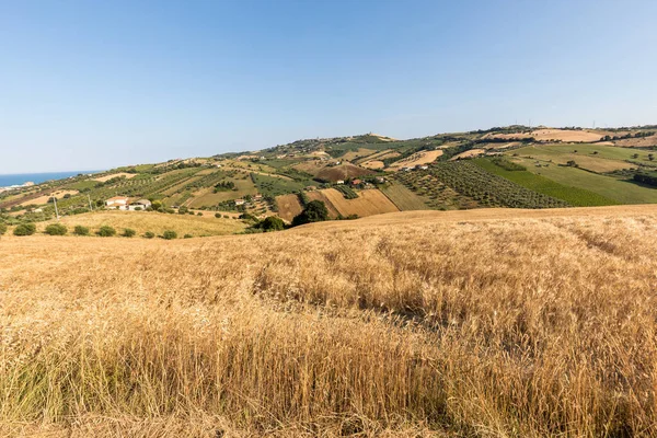 Vista Panorâmica Olivais Fazendas Colinas Rolantes Abruzzo Itália — Fotografia de Stock