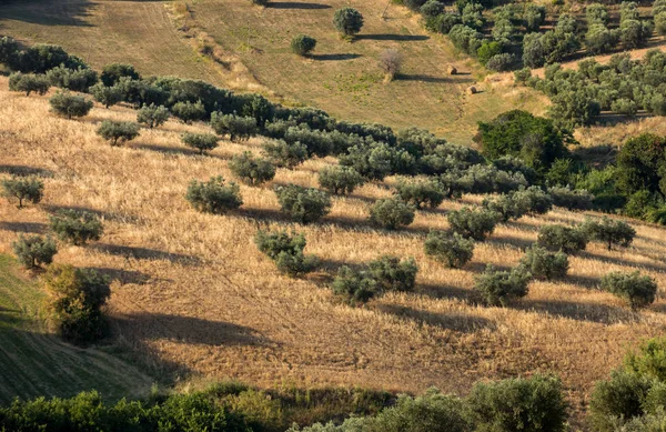 アブルッツォ州の丘陵上のオリーブの木立とフィールド表示イタリア — ストック写真
