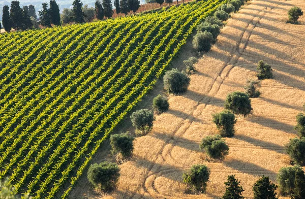 Vista Panoramica Oliveti Vigneti Aziende Agricole Sulle Dolci Colline Abruzzesi — Foto Stock
