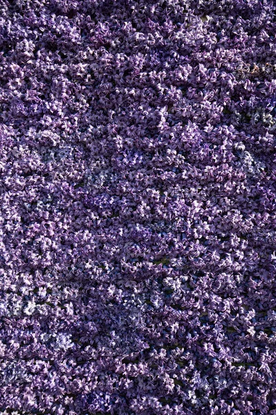 Abstract Background Close Violet Hyacinths Flowers — Stock Photo, Image