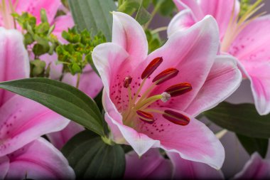 Pembe zambak çiçeğine yaklaş