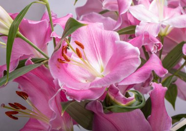 Pembe zambak çiçeklerine yakın çekim. Bu cinsteki türlerin yaygın isimleri arasında peri çiçeği zephyr zambak zambağı sihirli Atamasco zambağı ve yağmur zambağı bulunur..