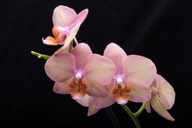 Siyah arka plan üzerine izole pastel orkide çiçek