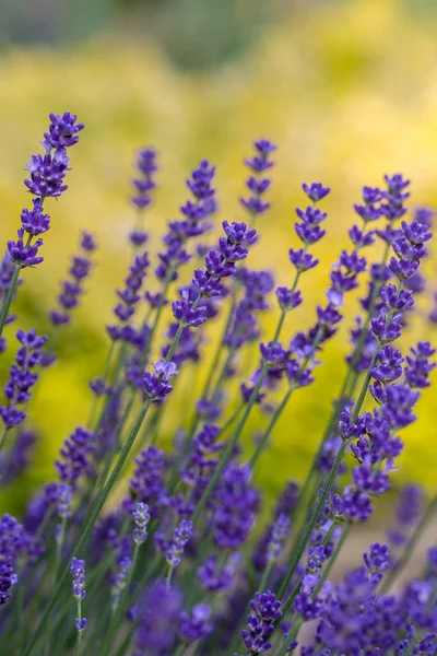 Garten Mit Lavendel Und Oregano — Stockfoto