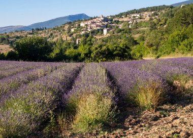 Aurel Köyü ötesinde, Vaucluse, Provence, Fransa lavanta alanıyla
