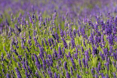  Fransa, Sault yakınlarındaki Provence 'de açan lavanta çiçekleri.