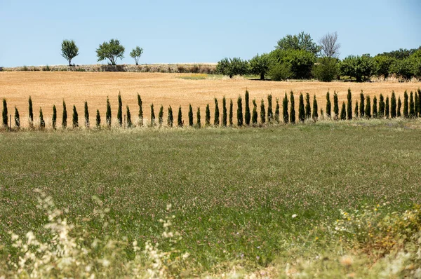 ソールト プロヴァンス フランスの下の谷にフィールドと牧草地 — ストック写真
