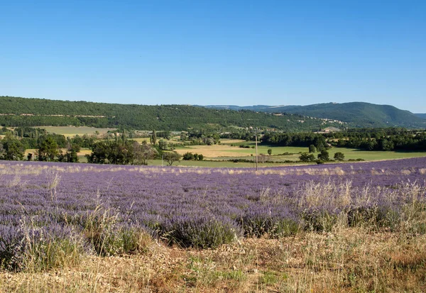 Levandulové Pole Provence Poblíž Sault Francie — Stock fotografie