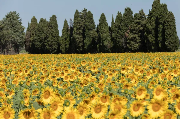 Campo Girasoles Cerca Arles Provenza Francia — Foto de Stock