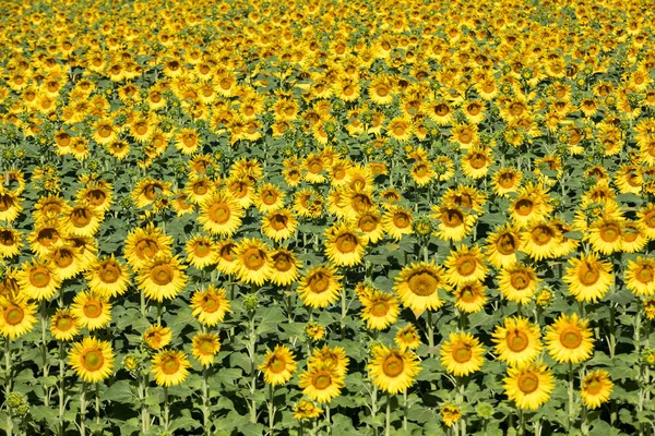 Sonnenblumenfeld Bei Arles Der Provence Frankreich — Stockfoto