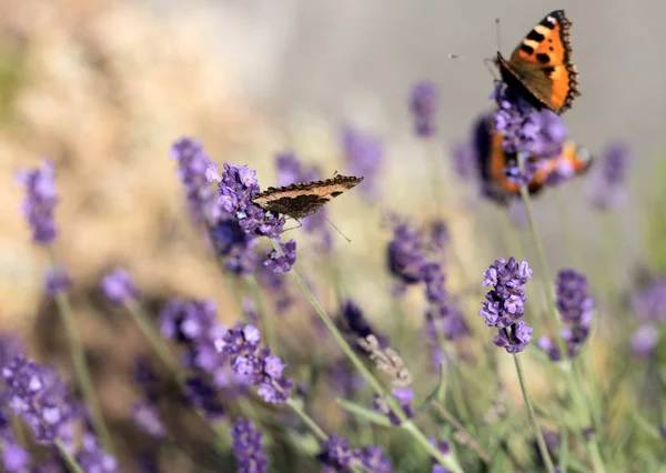 Borboleta Colorida Nas Flores Lavanda Florescendo — Fotografia de Stock