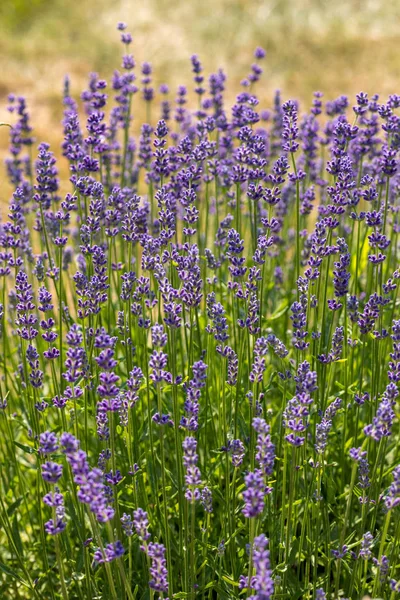 Flores Lavanda Florescendo Provence Perto Sault França — Fotografia de Stock