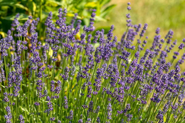 Las Flores Florecientes Lavanda Provenza Cerca Sault Francia —  Fotos de Stock