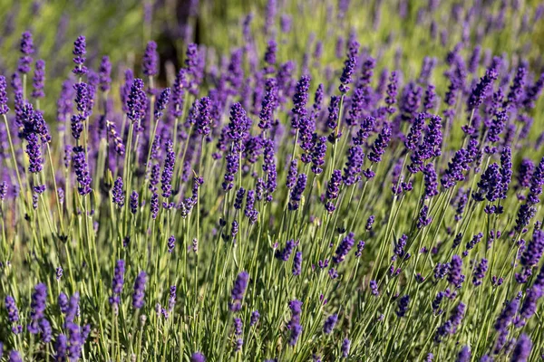 Florile Înfloritoare Lavandă Din Provence Lângă Sault Franța — Fotografie, imagine de stoc