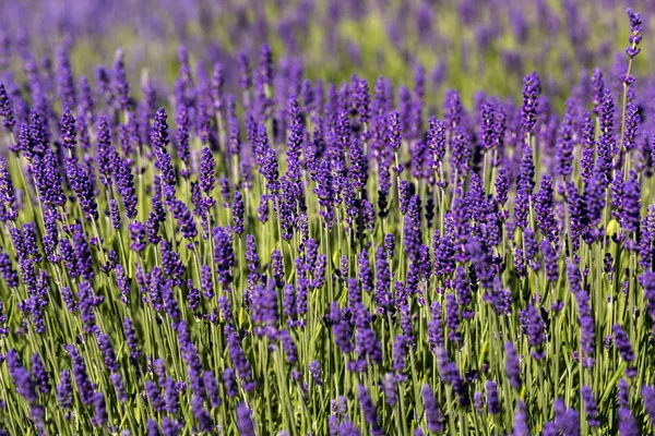 Kukkivat Laventelin Kukat Provence Lähellä Sault Ranska — kuvapankkivalokuva