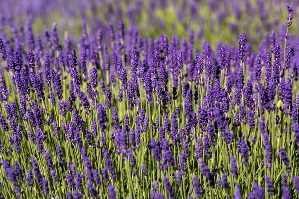 Blommande Lavendelblommor Provence Nära Sault Frankrike — Stockfoto