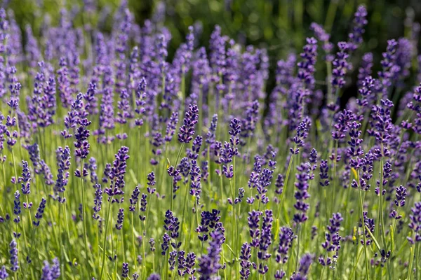 Las Flores Florecientes Lavanda Provenza Cerca Sault Francia —  Fotos de Stock