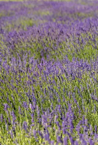 Цветущие Цветы Лаванды Провансе Недалеко Софии Франция — стоковое фото