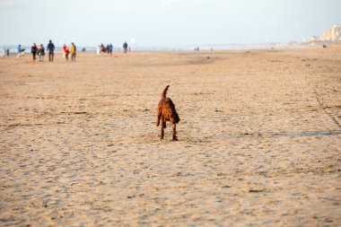 Katwijk, Hollanda - 23 Nisan 2017: Katwijk aan Zee, Hollanda, bir plajda eğlenmek Red setter köpek