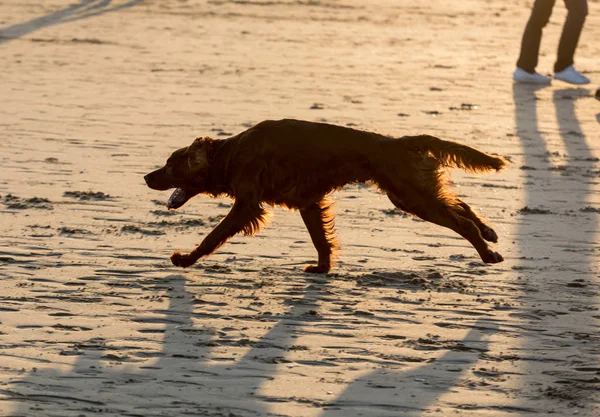 Red Setter Dog Having Fun Beach — Stock Photo, Image