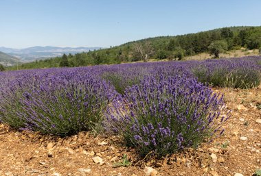 provence, lavanta alanına yakın sault, Fransa