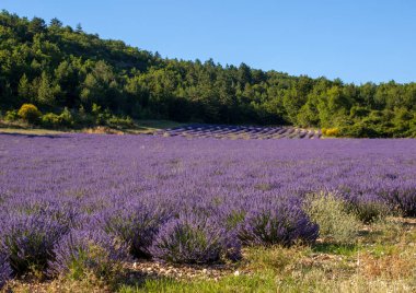 provence, lavanta alanına yakın sault, Fransa