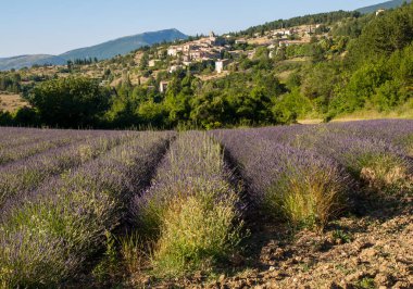 Aurel Köyü ötesinde, Vaucluse, Provence, Fransa lavanta alanıyla