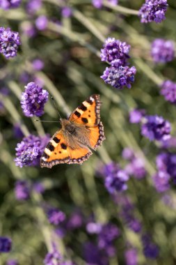 Çiçek açan lavanta çiçeklerinde renkli Kelebek 