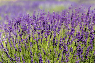  Fransa, Sault yakınlarındaki Provence 'de açan lavanta çiçekleri.