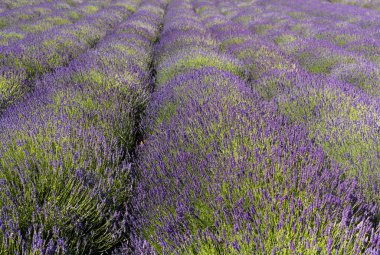  Fransa, Sault yakınlarındaki Provence 'de açan lavanta çiçekleri.
