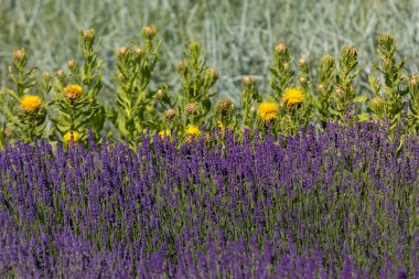  gelişen lavanta ve sarı yıldız-thistle çiçek