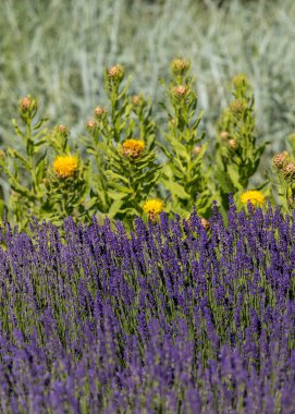  gelişen lavanta ve sarı yıldız-thistle çiçek