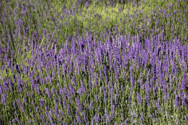  Fransa, Sault yakınlarındaki Provence 'de açan lavanta çiçekleri.