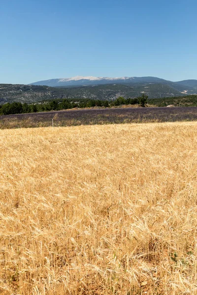 Búzatábla Levendula Mezők Sault Mont Ventoux Közelében Háttérben Provence Franciaország — Stock Fotó