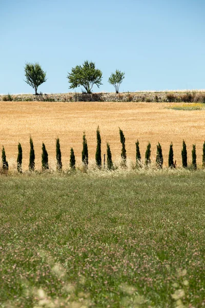 Fields Radows Valley Sault Provence Franciaország — Stock Fotó