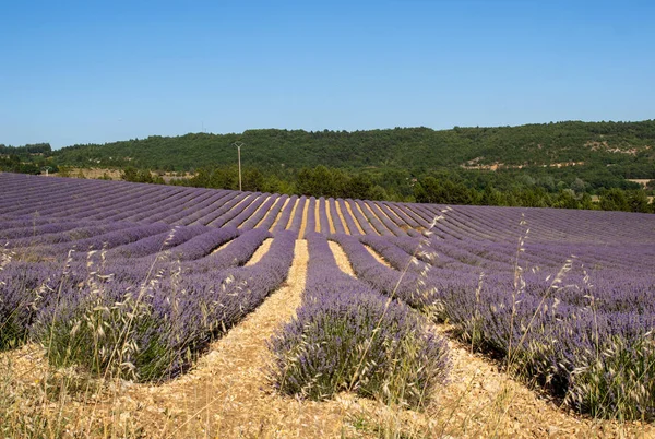 Campo Lavanda Provença Perto Sault França — Fotografia de Stock