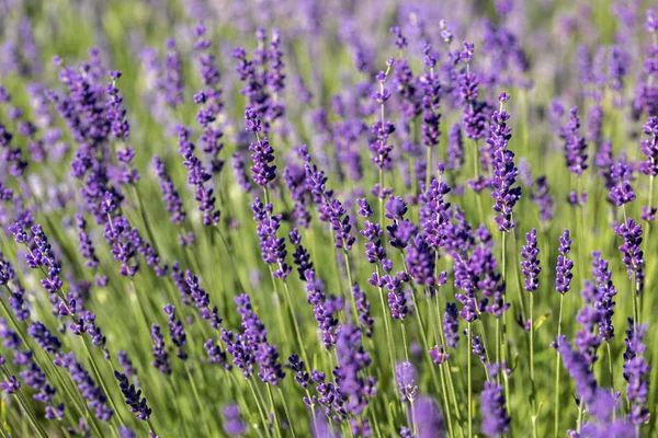 Las Flores Florecientes Lavanda Provenza Cerca Sault Francia —  Fotos de Stock