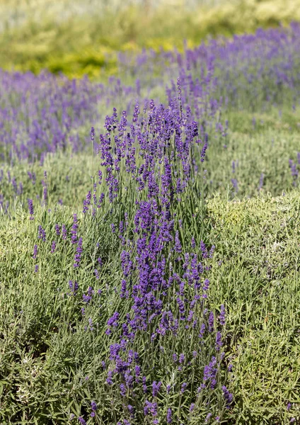 Las Flores Florecientes Lavanda Provenza Cerca Sault Francia —  Fotos de Stock