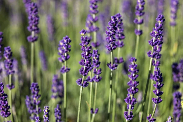 Las Flores Florecientes Lavanda Provenza Cerca Sault Francia —  Fotos de Stock