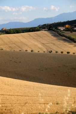 Abruzzo tepelerinde yükseltmelerdeki tahıl büyüyen arasında zeytin ağaçları. İtalya