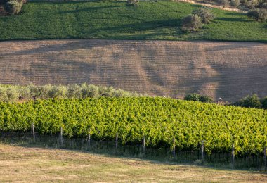 Abruzzo tepelerinde yükseltmelerdeki panoramik manzaralı zeytinlik, üzüm bağları ve çiftlikleri. İtalya