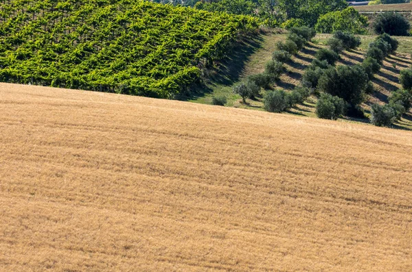 Panoramatický Pohled Olivových Hájů Vinic Farmy Zvlněné Kopce Oblasti Abruzzo — Stock fotografie