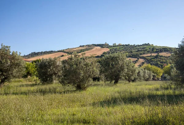 Vista Olivais Colinas Rolantes Abruzzo Itália — Fotografia de Stock