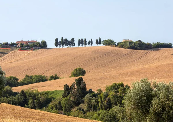 Panoramisch Zicht Van Olijfboomgaarden Velden Glooiende Heuvels Van Abruzzo — Stockfoto