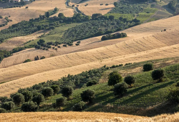 Panoramablick Auf Olivenhaine Und Bauernhöfe Auf Den Sanften Hügeln Der — Stockfoto