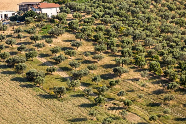 Pohled Polí Olivových Hájů Zvlněných Kopcích Oblasti Abruzzo Itálie — Stock fotografie