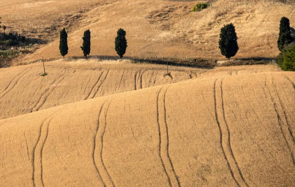 Rad Med Cypresser Bland Växande Korn Böljande Kullar Abruzzo Italien — Stockfoto