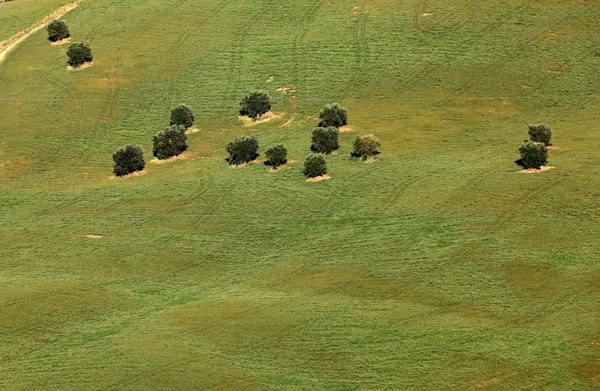 Blick Auf Olivenhaine Auf Sanften Hügeln Der Abruzzen Italien — Stockfoto