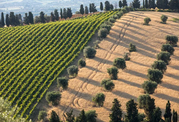 Панорамный Вид Оливковые Рощи Виноградники Фермы Холмах Абруццо Италия — стоковое фото